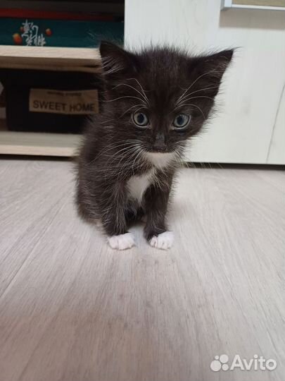 Кошки в добрые руки