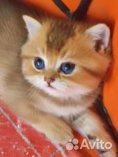 Золотые кошечки