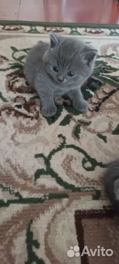 Британская