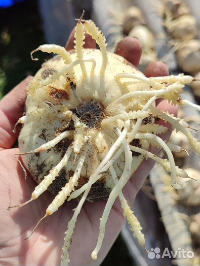 Фритиллярия 