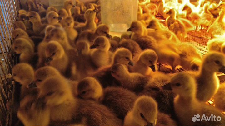 Гусята, цыплята, утята