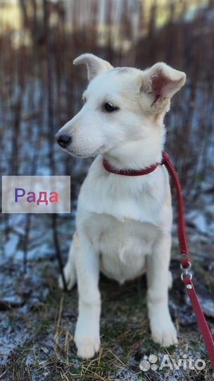 Собака бесплатно в добрые руки