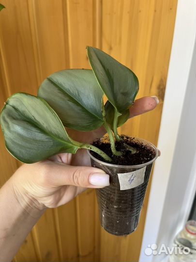 Сциндапсус мунлайт