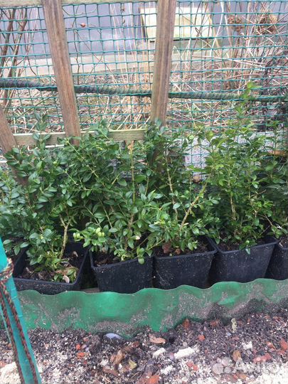 Цветы,самшиты