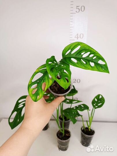 Монстера Адансона и манки