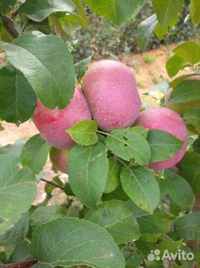 Подвой яблони 54-118