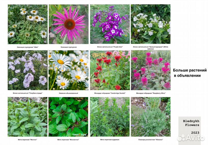 Садовые растения