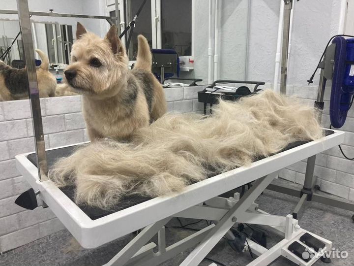 Груминг. Стрижка и экспресс-линька собак и кошек