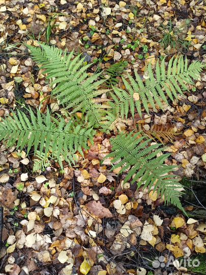 Папоротник (молодой)