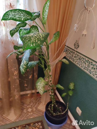 Диффенбахия