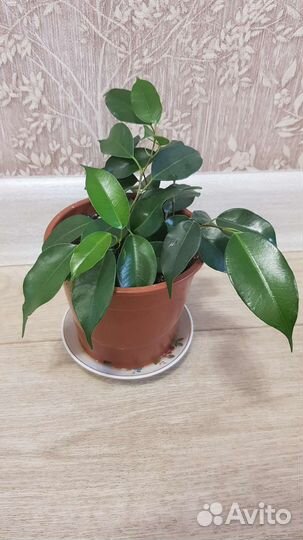 Фикус Даниэль