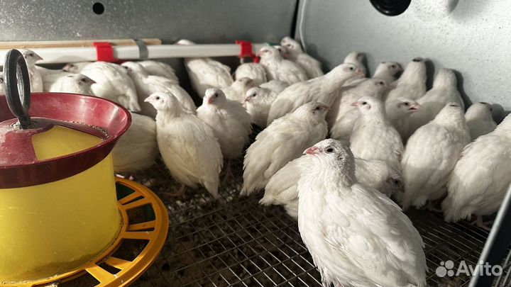 Инкубационное яйцо перепела,птица разных возрастов