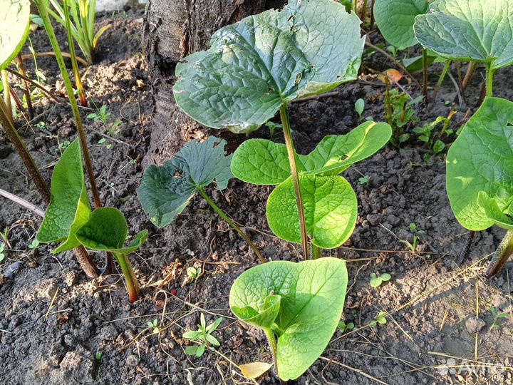 Хоста. Бруннера