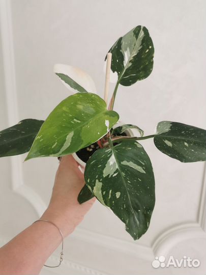 Филодендроны белая и розовая принцесса