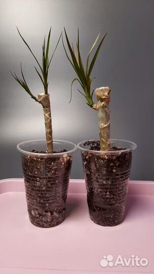 Пальма Юка Драцена