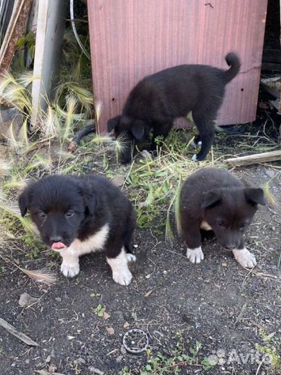 Маленькая собачка щенята в добрые руки