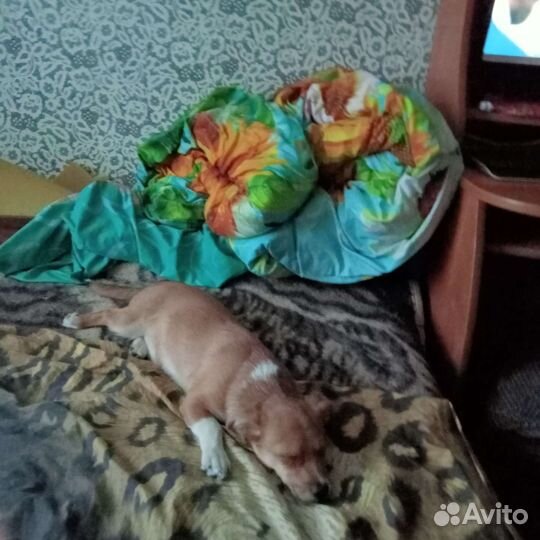 Собака в добрые руки отдам бесплатно