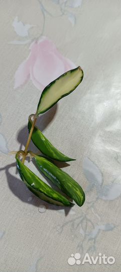 Хойя вертицилата