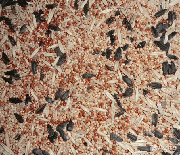 Волнистые попугаи