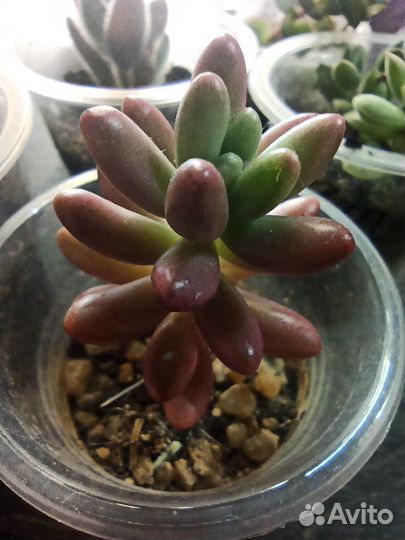 Набор суккулентов
