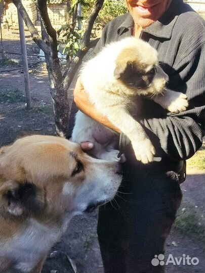 Продаю щенка