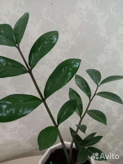 Комнатные растения 