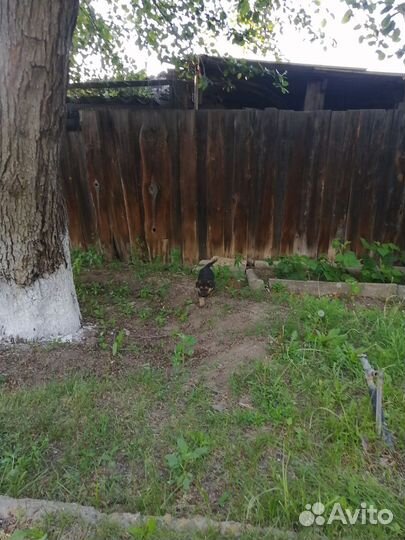 Собака в добрые руки отдам бесплатно