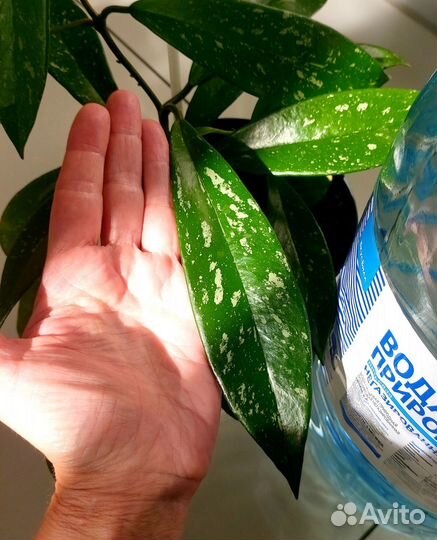 Хойя взрослая