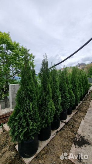 Купить туи Сочи, деревья, питомник, смарагт