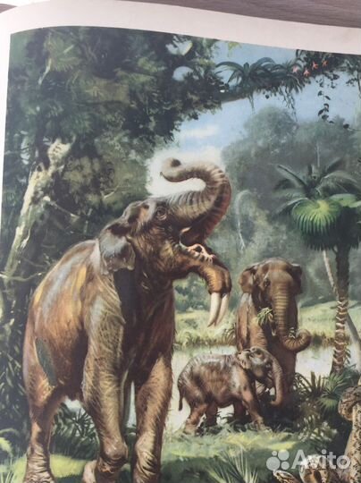 Книги. По путям развития жизни. Прага 1963