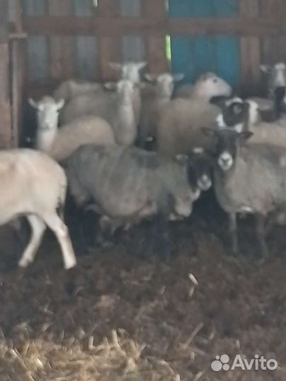 Овцы бараны