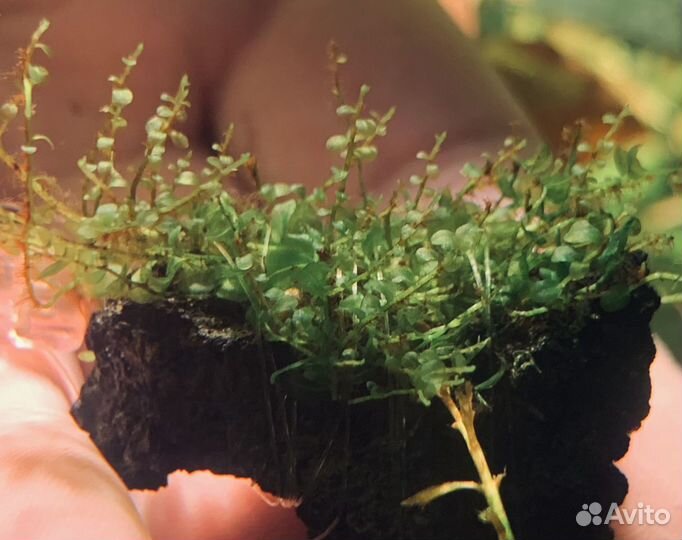 Мхи аквариумные