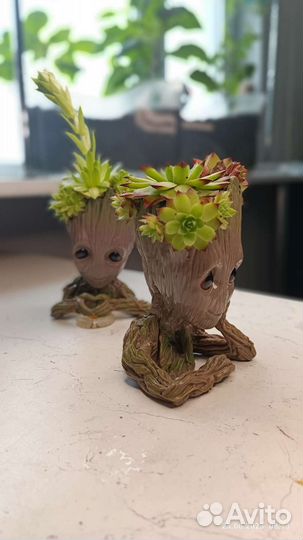 Суккуленты в кашпо