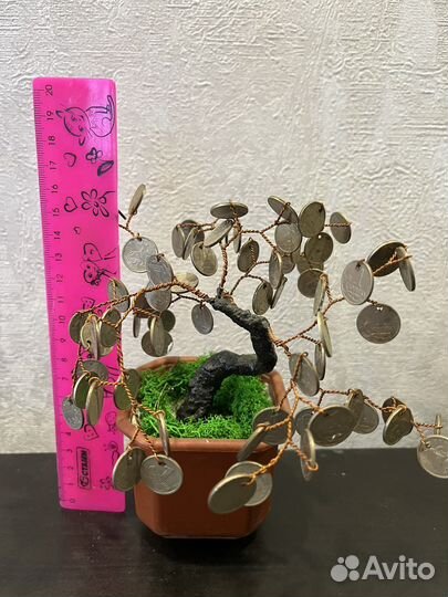 Мини бонсай. Денежное дерево