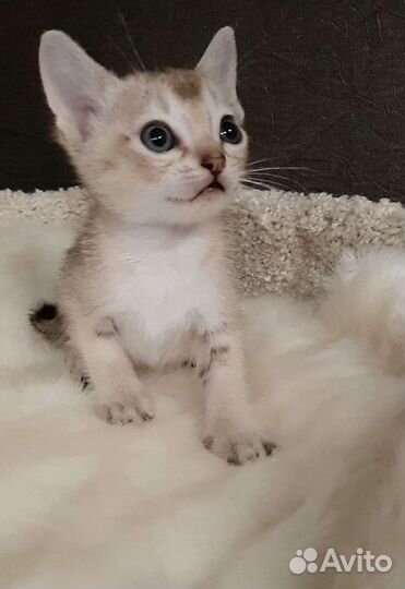 Чудо сингапура