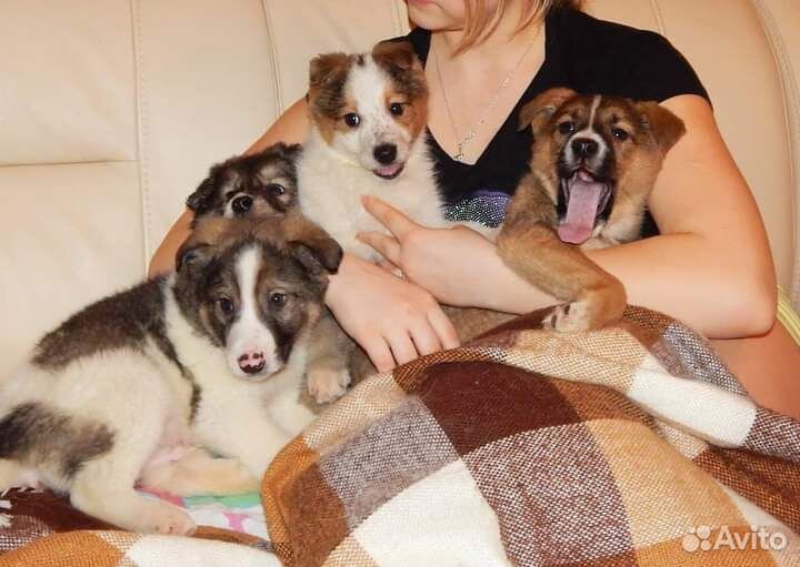 Передержка для собаки в Митино