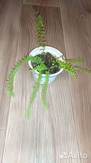 Папоротник нефролепис