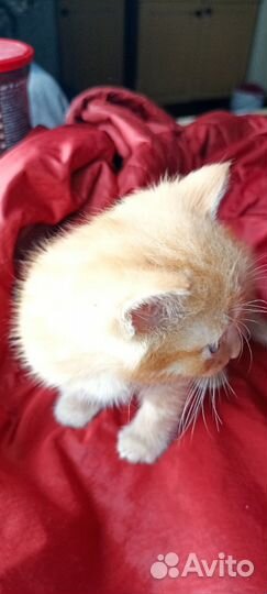 Котёнок ищет дом, очень хороший