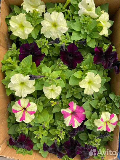 Рассада Петунии Крупноцветковая,вегетативная,ампел
