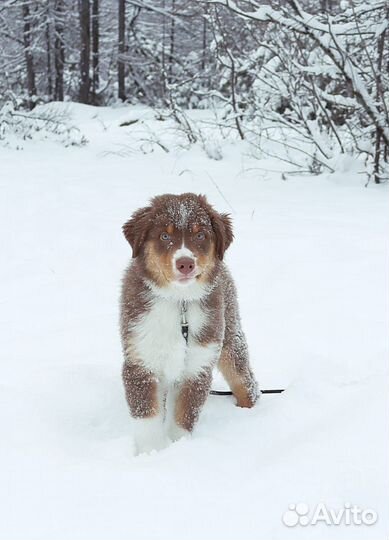 Щенок австралийской овчарки (аусси)