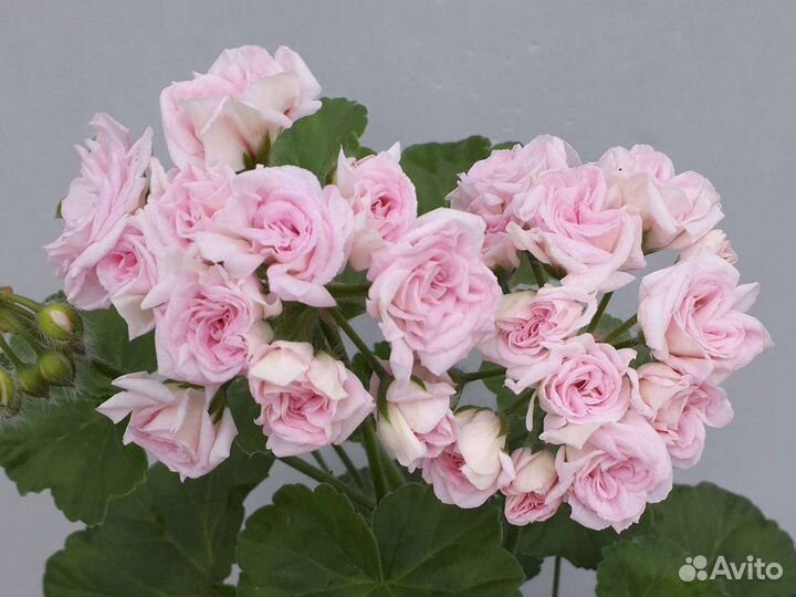 Пеларгония герань