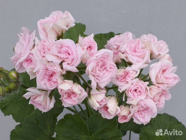 Пеларгония герань