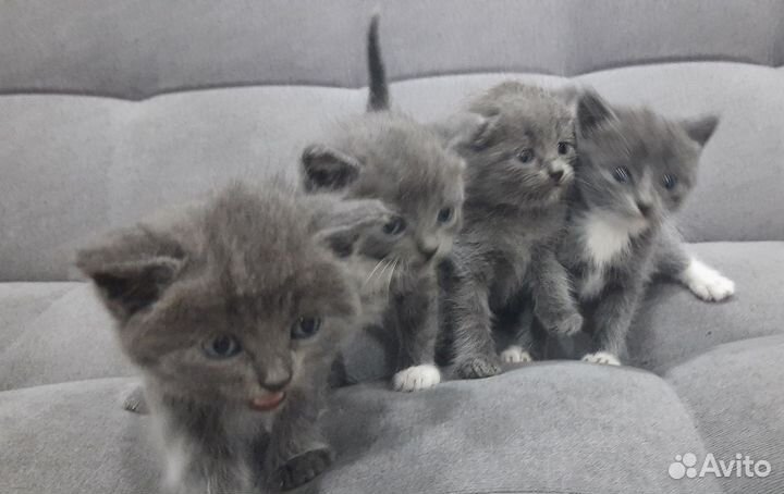 Отдам в добрые руки котят