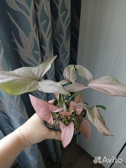 Комнатные цветы