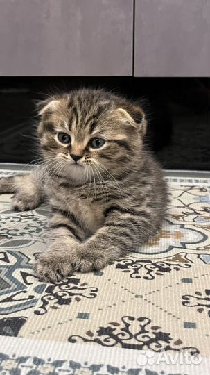 Шотландский котенок мальчик