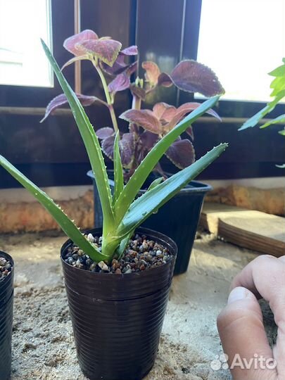 Алоэ, малыши