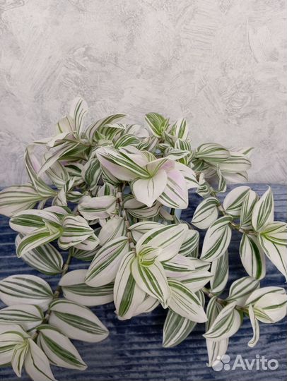 Традесканция