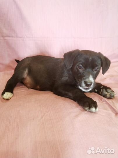 Длинноногий мальчишка