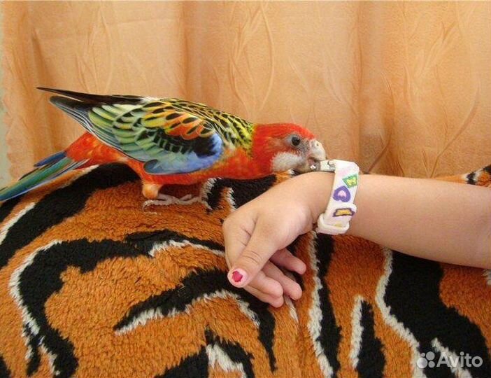 Попугай розелла