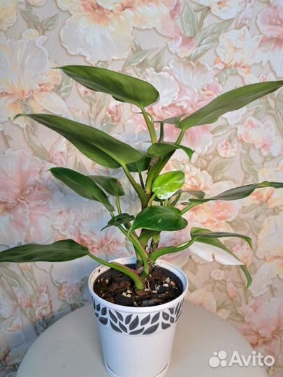 Филодендрон белый рыцарь